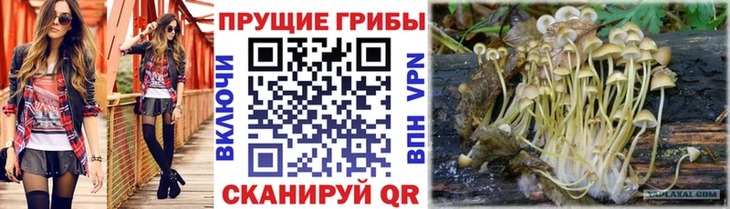 omg вход  Чапаевск  Галлюциногенные грибы мицелий 